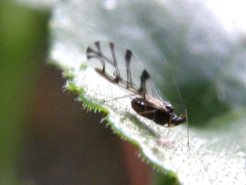 Afidi molto scuri: Neotoxoptera cf. violae