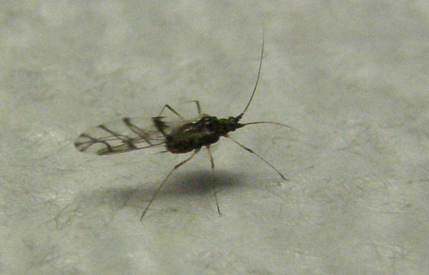 Afidi molto scuri: Neotoxoptera cf. violae