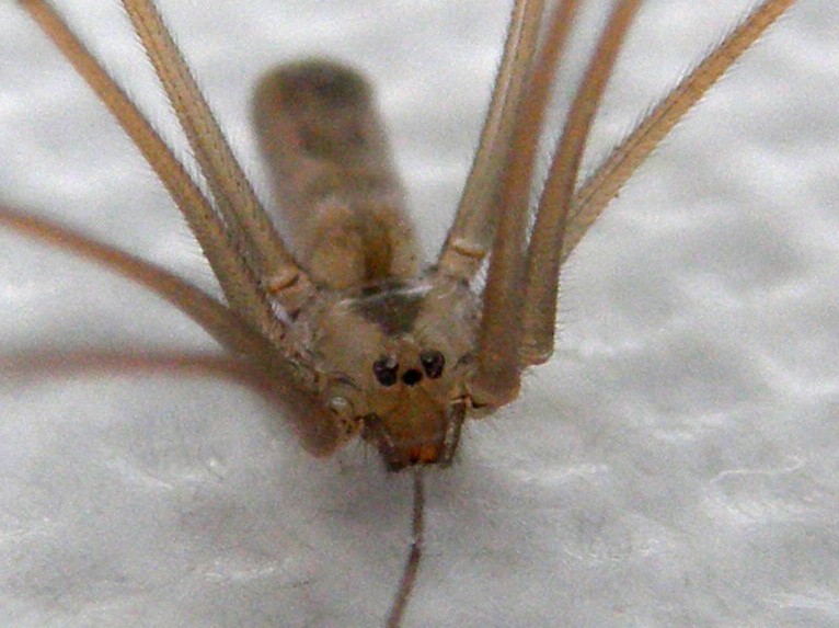 Pholcus phalangioides - Milano (MI)