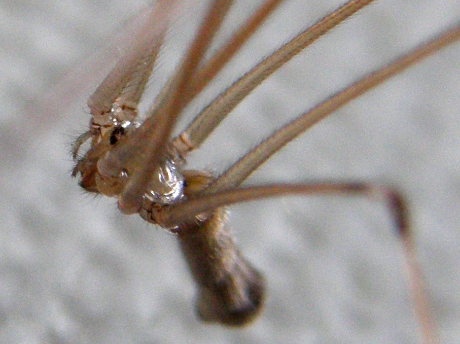 Pholcus phalangioides - Milano (MI)