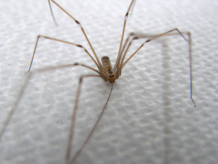 Pholcus phalangioides - Milano (MI)