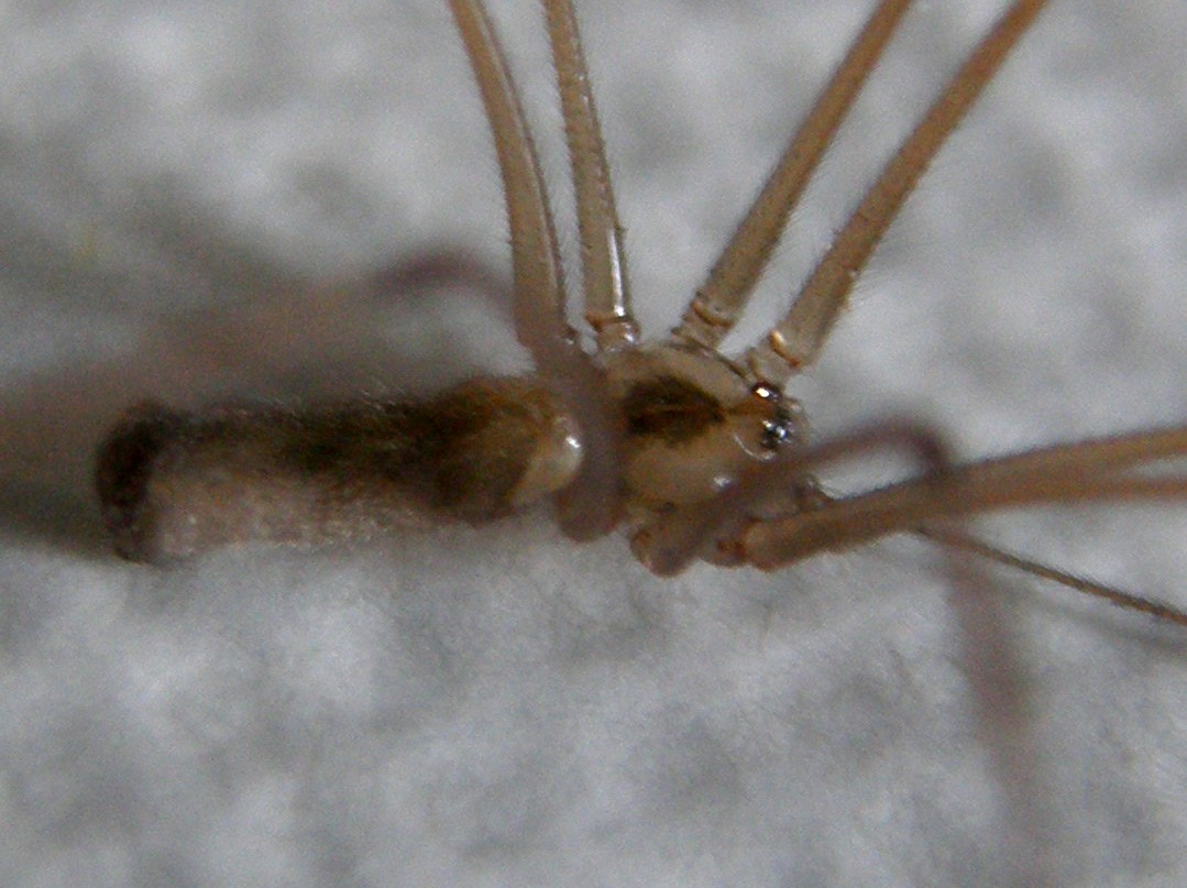 Pholcus phalangioides - Milano (MI)