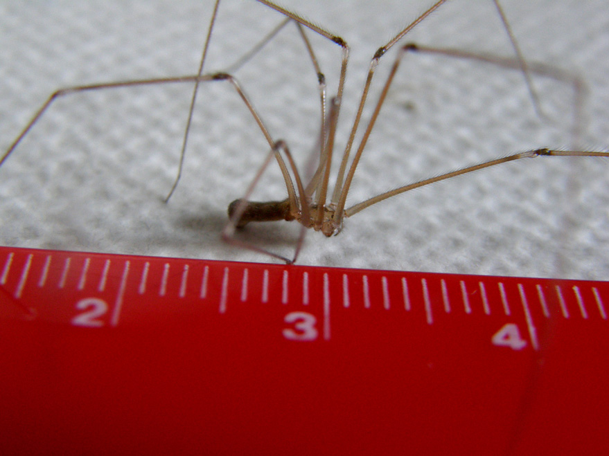 Pholcus phalangioides - Milano (MI)