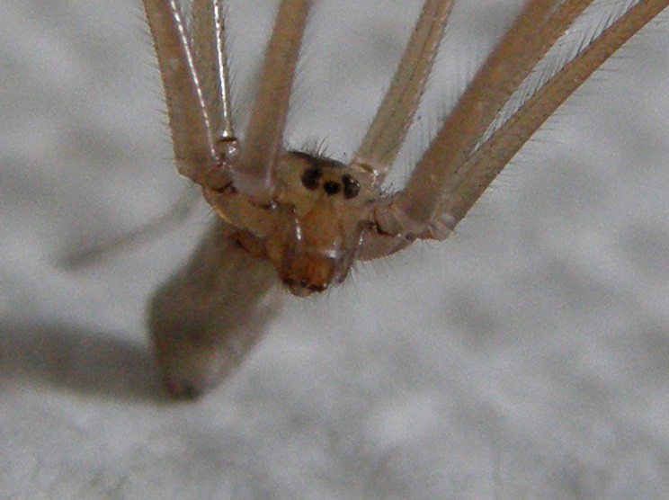 Pholcus phalangioides - Milano (MI)