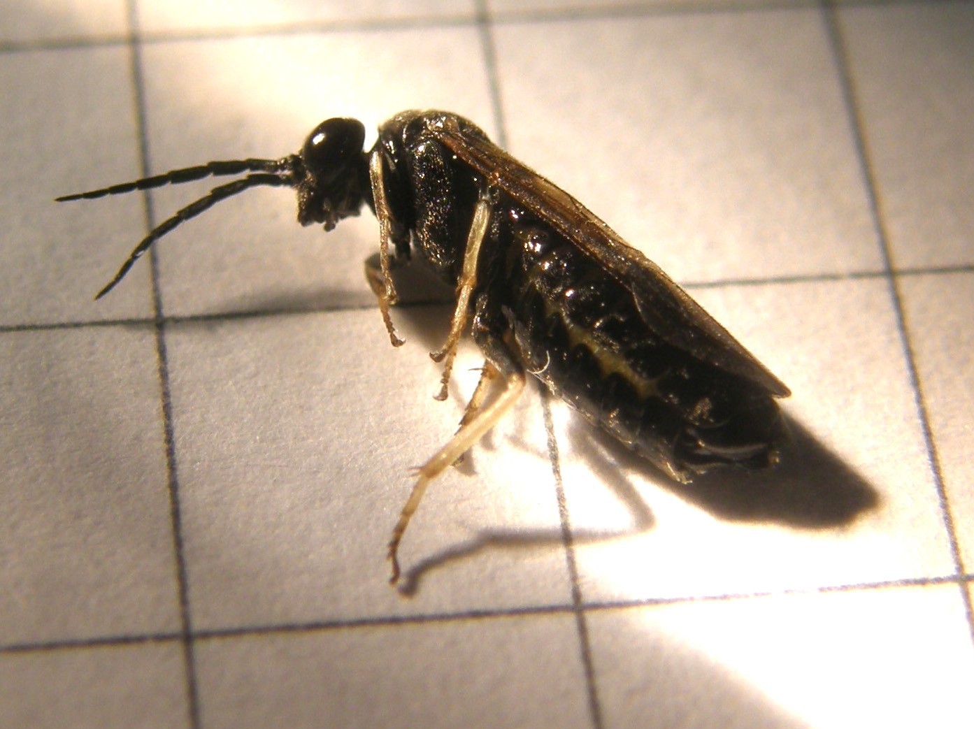 Da identificare: Tenthredinidae, prob. Cladius pectinicornis