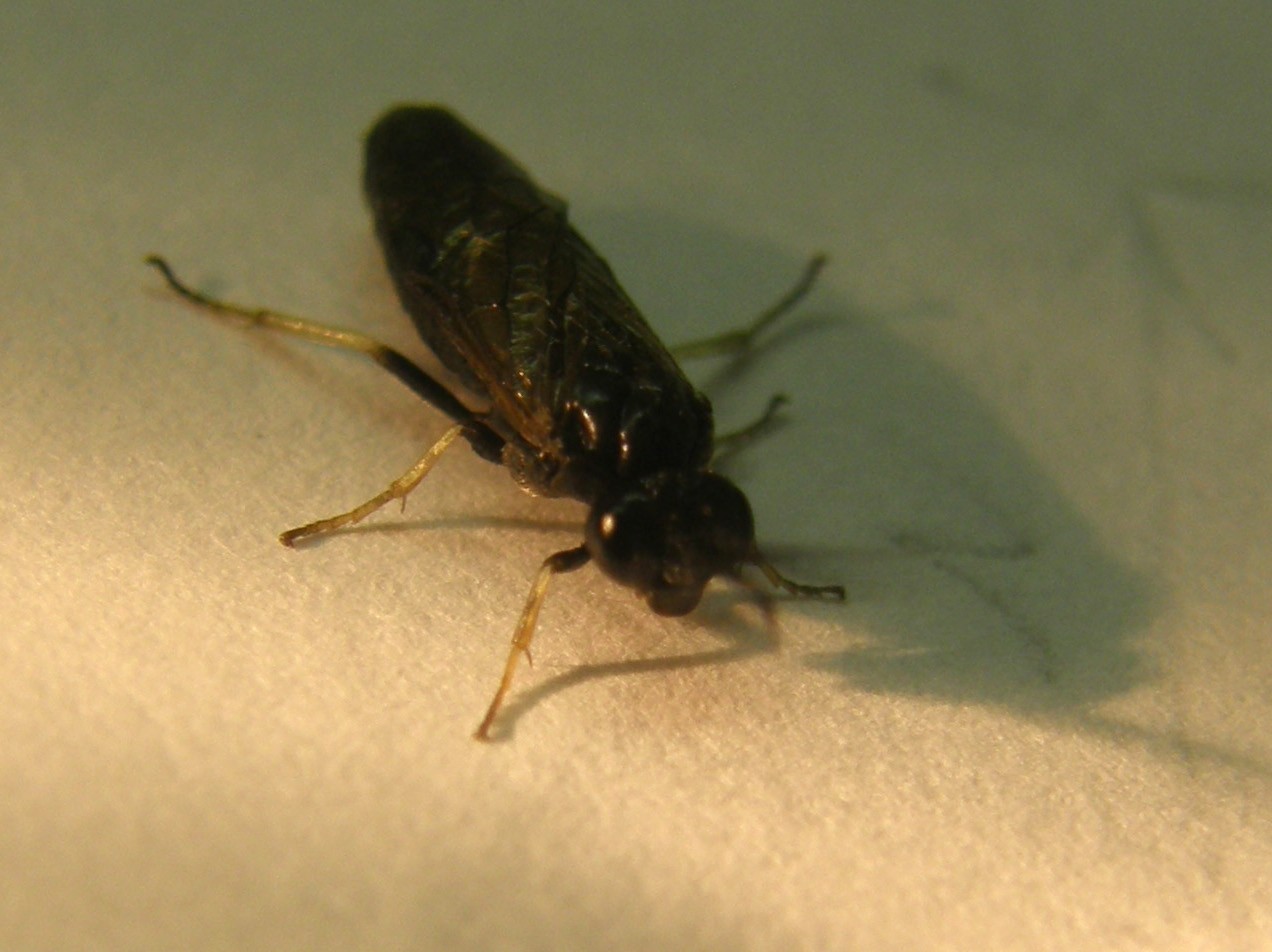 Da identificare: Tenthredinidae, prob. Cladius pectinicornis