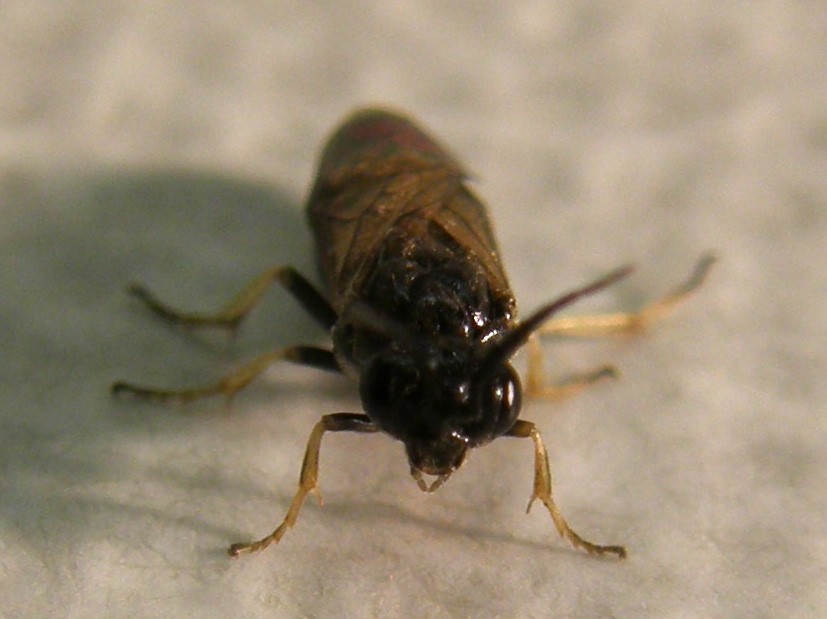 Da identificare: Tenthredinidae, prob. Cladius pectinicornis