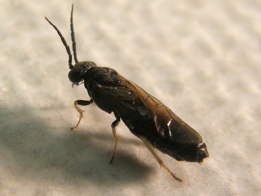 Da identificare: Tenthredinidae, prob. Cladius pectinicornis