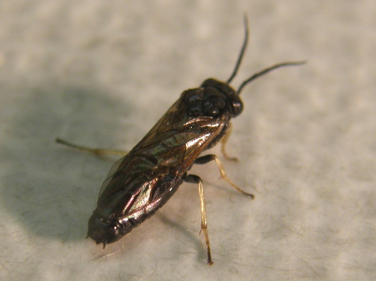 Da identificare: Tenthredinidae, prob. Cladius pectinicornis