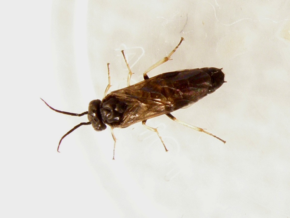 Da identificare: Tenthredinidae, prob. Cladius pectinicornis