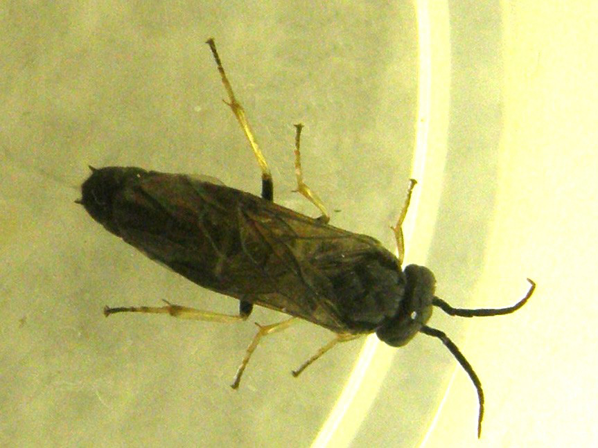 Da identificare: Tenthredinidae, prob. Cladius pectinicornis