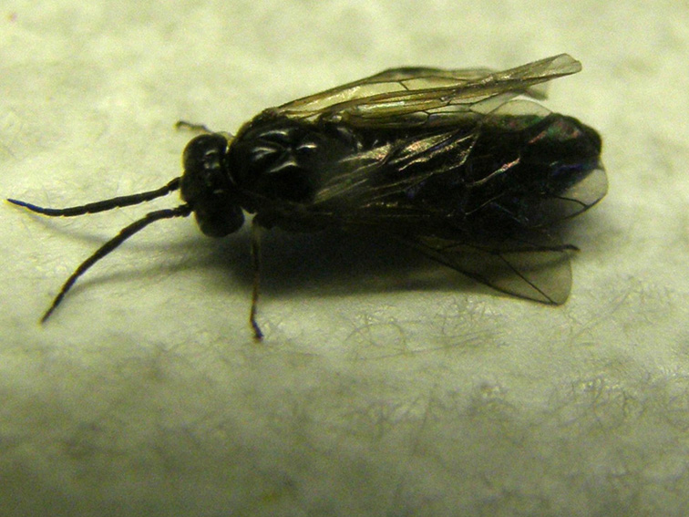 Da identificare: Tenthredinidae, prob. Cladius pectinicornis