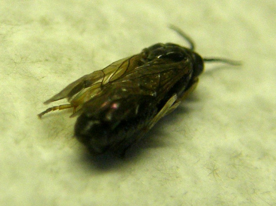 Da identificare: Tenthredinidae, prob. Cladius pectinicornis