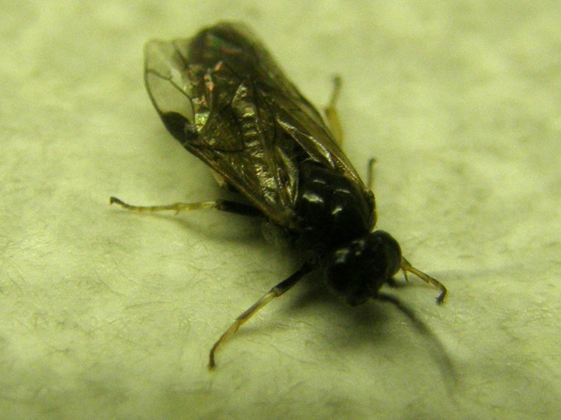 Da identificare: Tenthredinidae, prob. Cladius pectinicornis