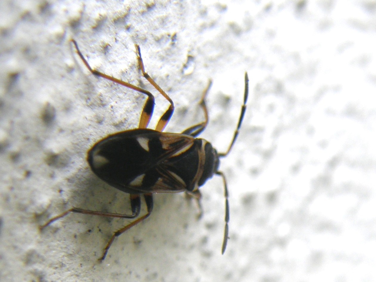 Lygaeidae, Raglius alboacuminatus della Lombardia (MI)