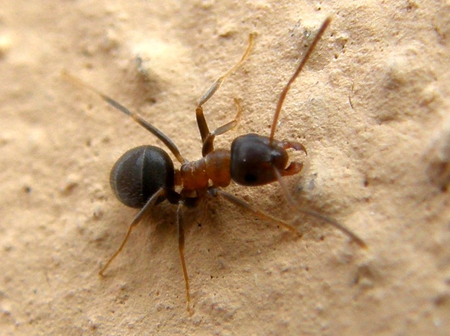 Formiche rosso -nere: Lasius (Lasius) emarginatus