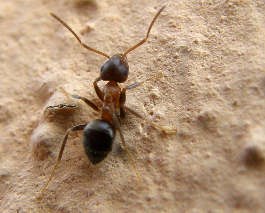 Formiche rosso -nere: Lasius (Lasius) emarginatus