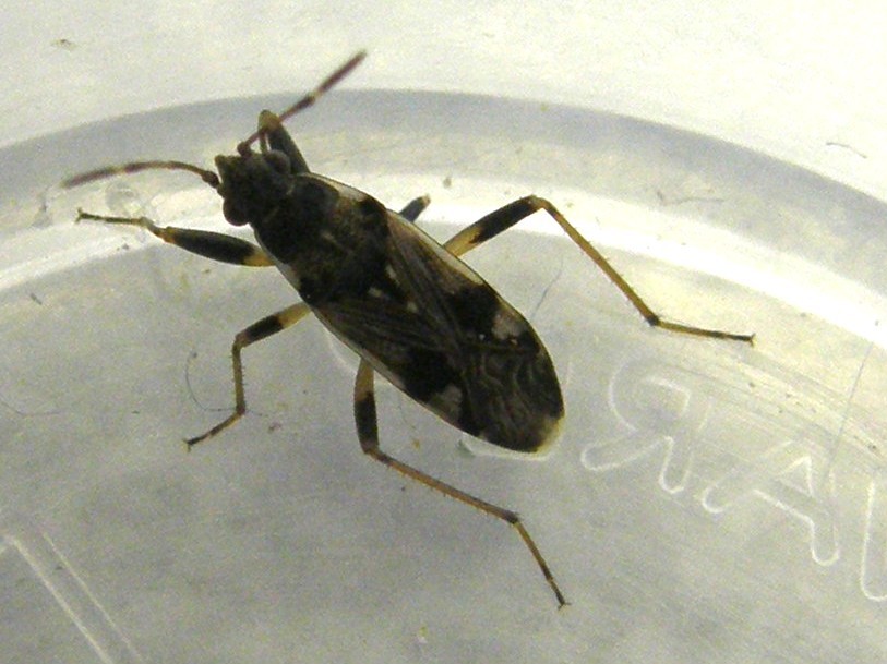 Lygaeidae: Beosus maritimus della Lombardia (MI)