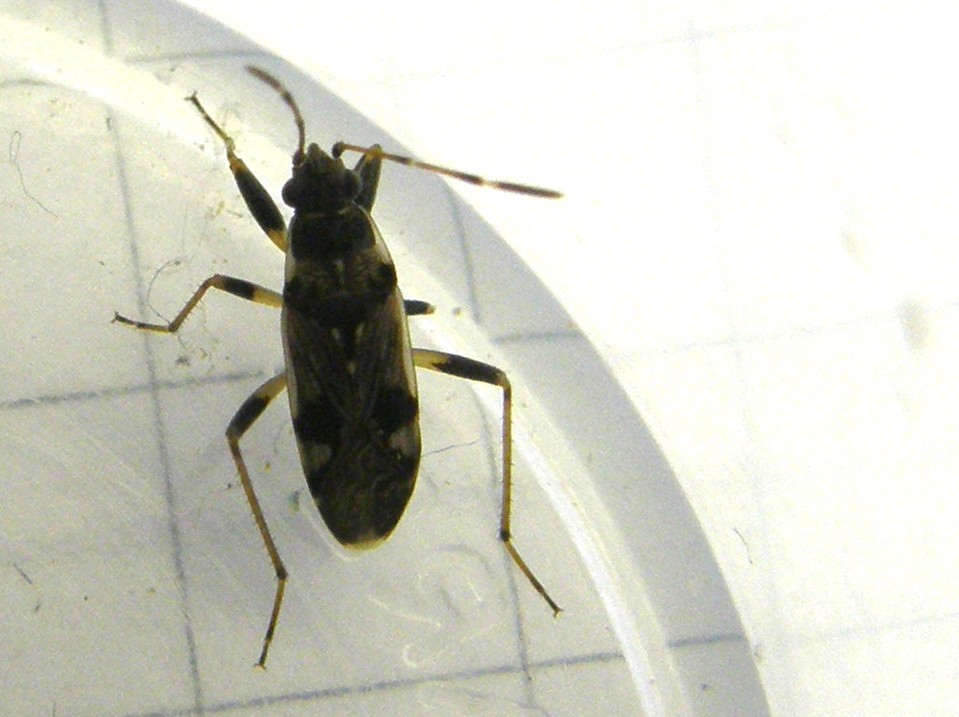 Lygaeidae: Beosus maritimus della Lombardia (MI)