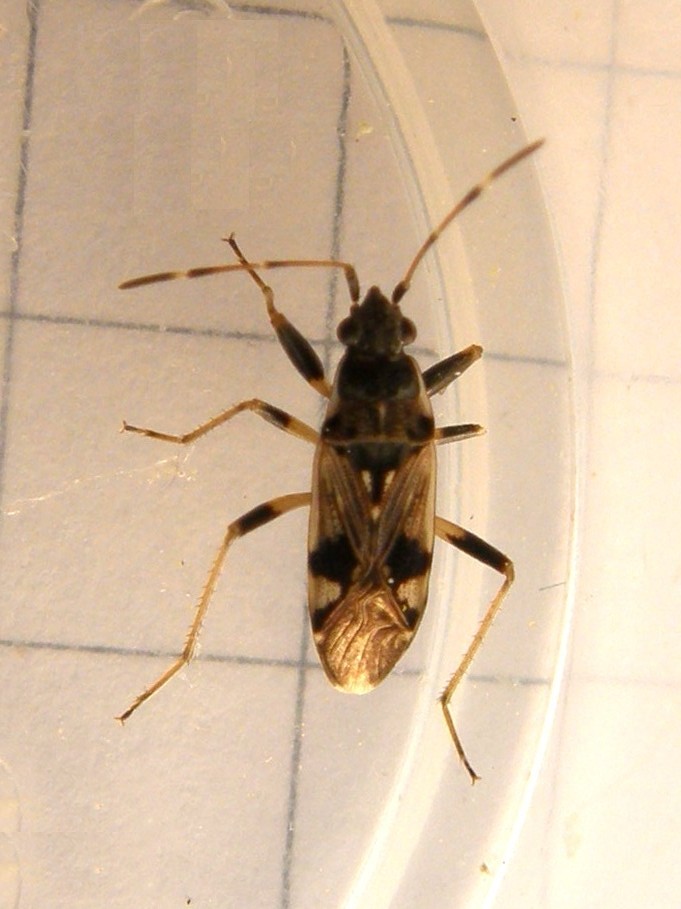 Lygaeidae: Beosus maritimus della Lombardia (MI)