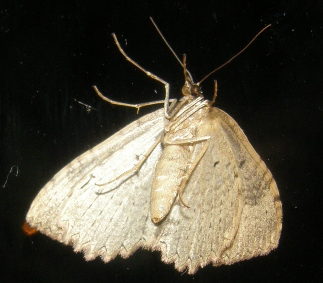 Triphosa dubitata (Geometridae)