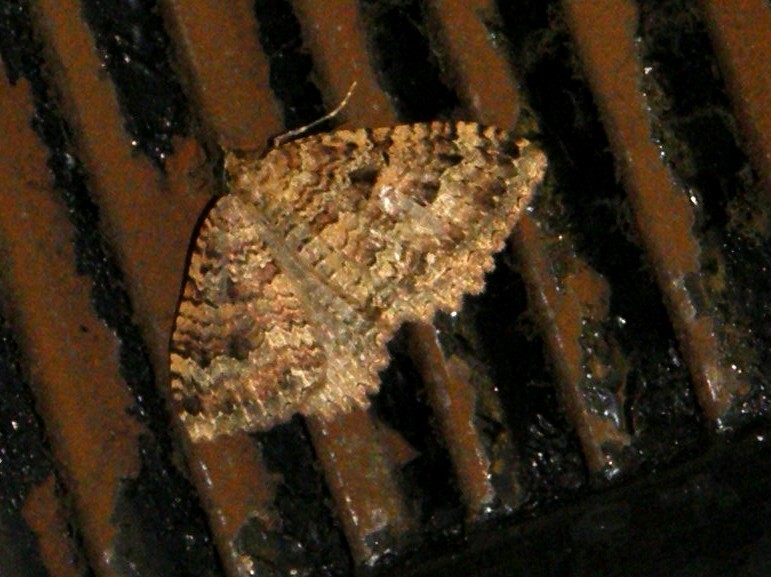 Triphosa dubitata (Geometridae)