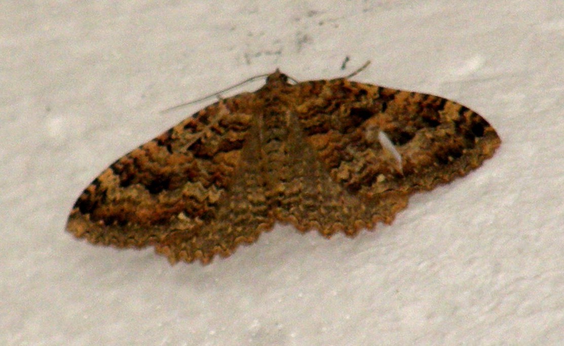 Triphosa dubitata (Geometridae)