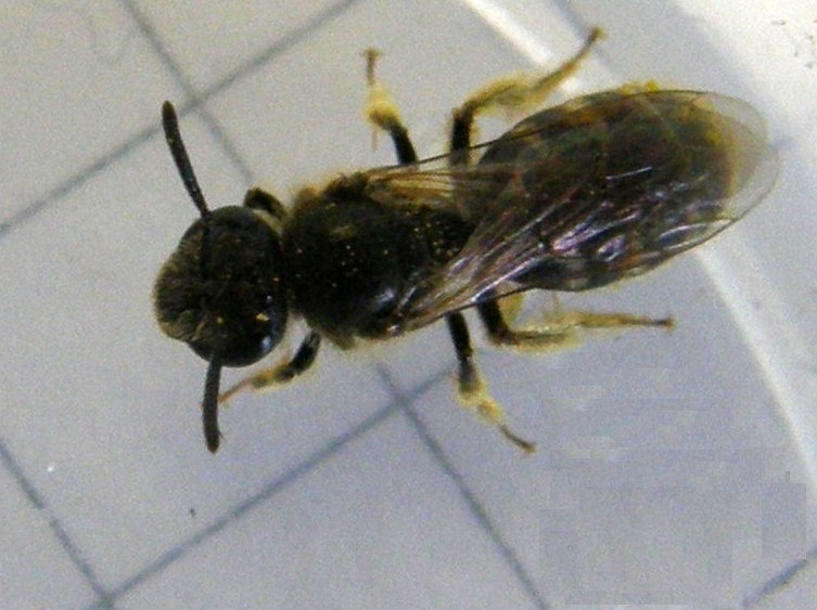 Lasioglossum sp. o Halictus sp.