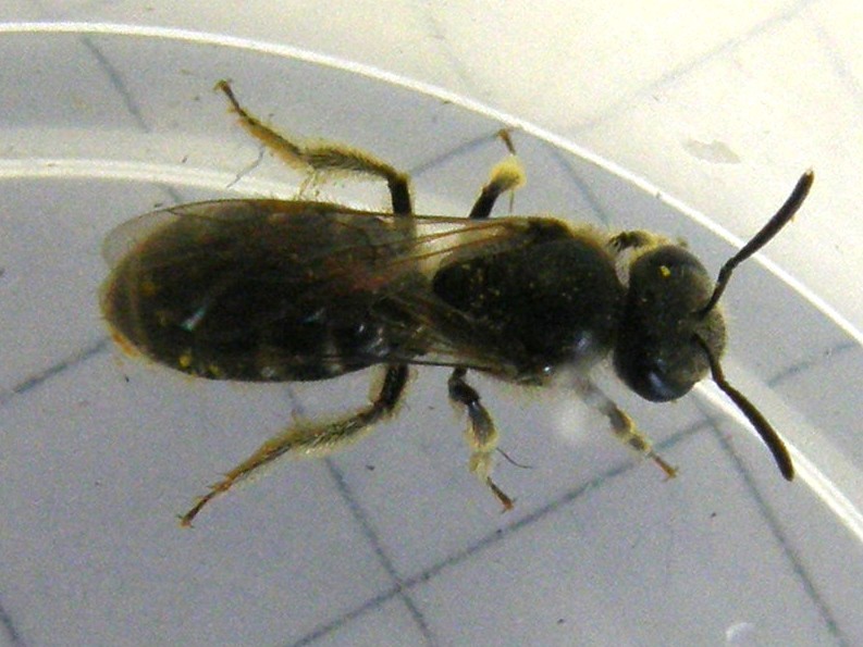 Lasioglossum sp. o Halictus sp.