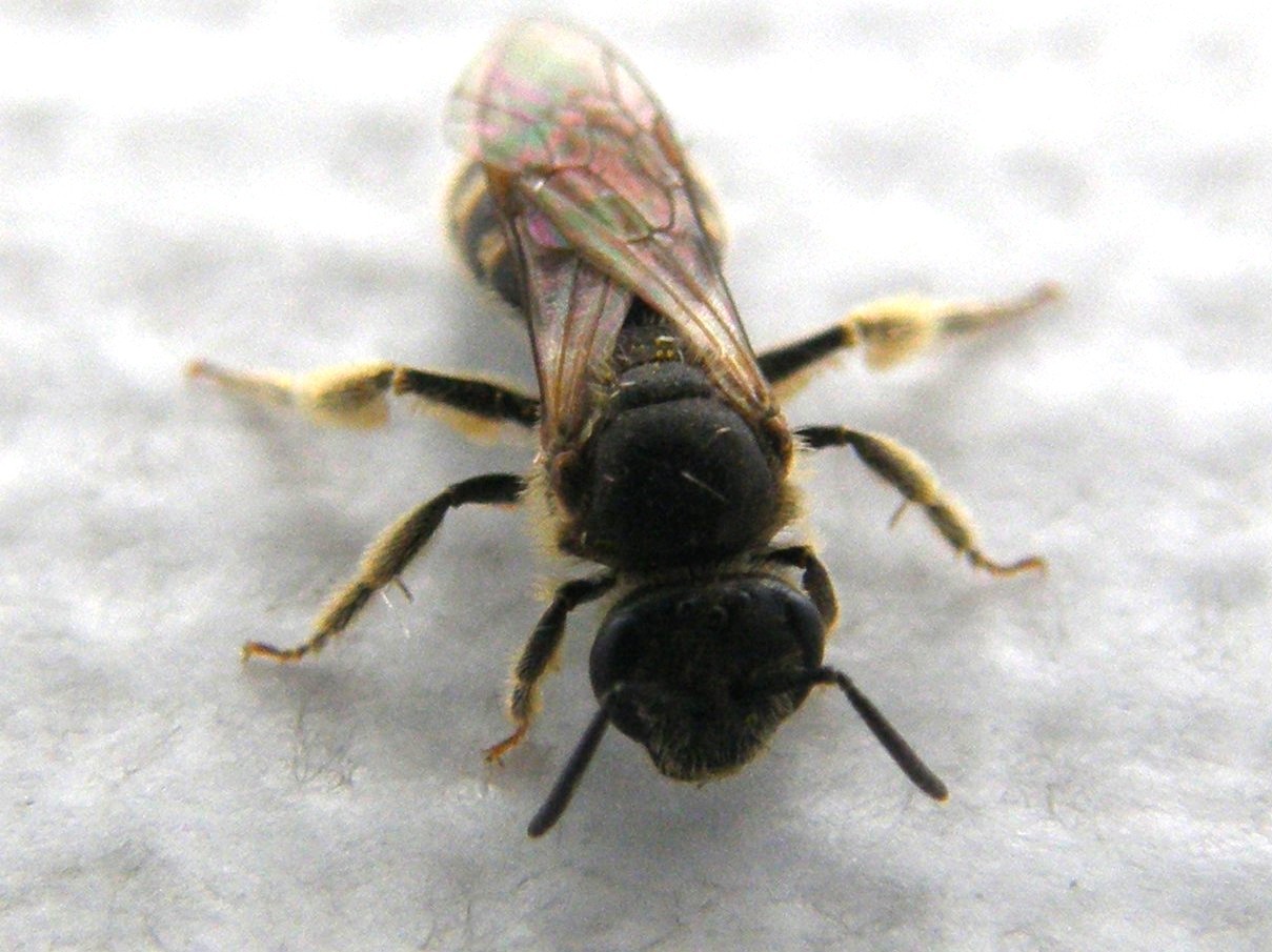 Lasioglossum sp. o Halictus sp.