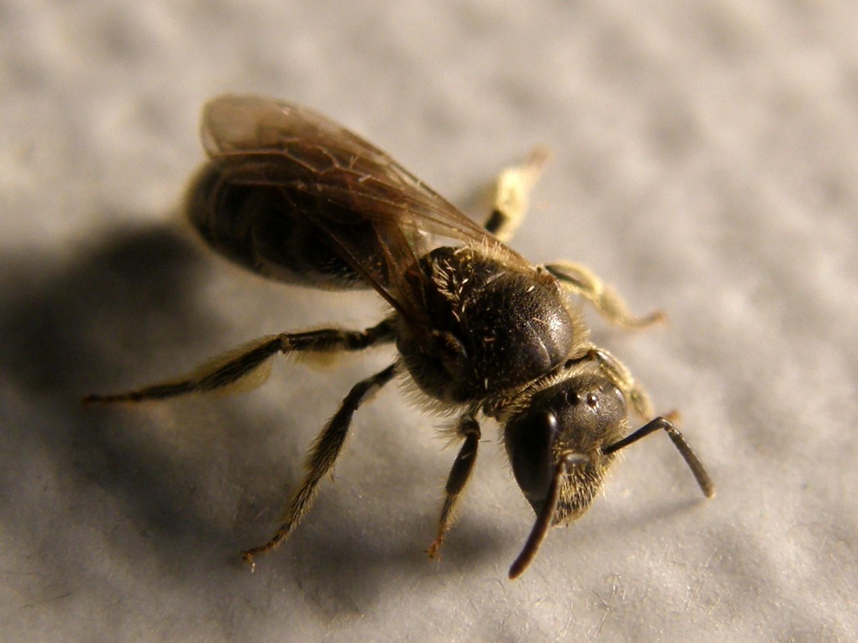 Lasioglossum sp. o Halictus sp.