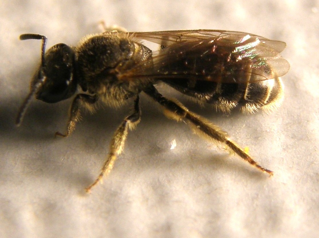 Lasioglossum sp. o Halictus sp.