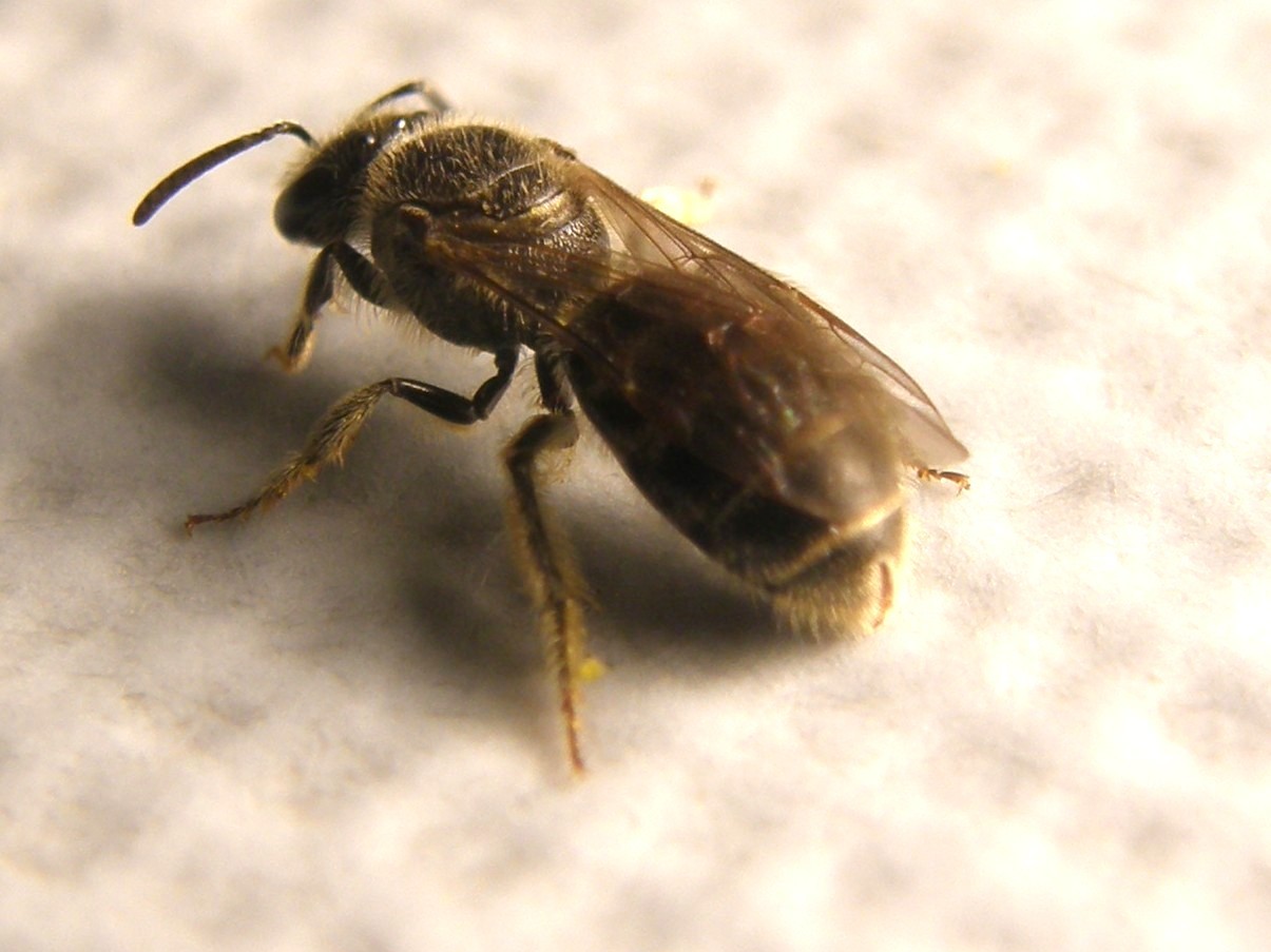 Lasioglossum sp. o Halictus sp.