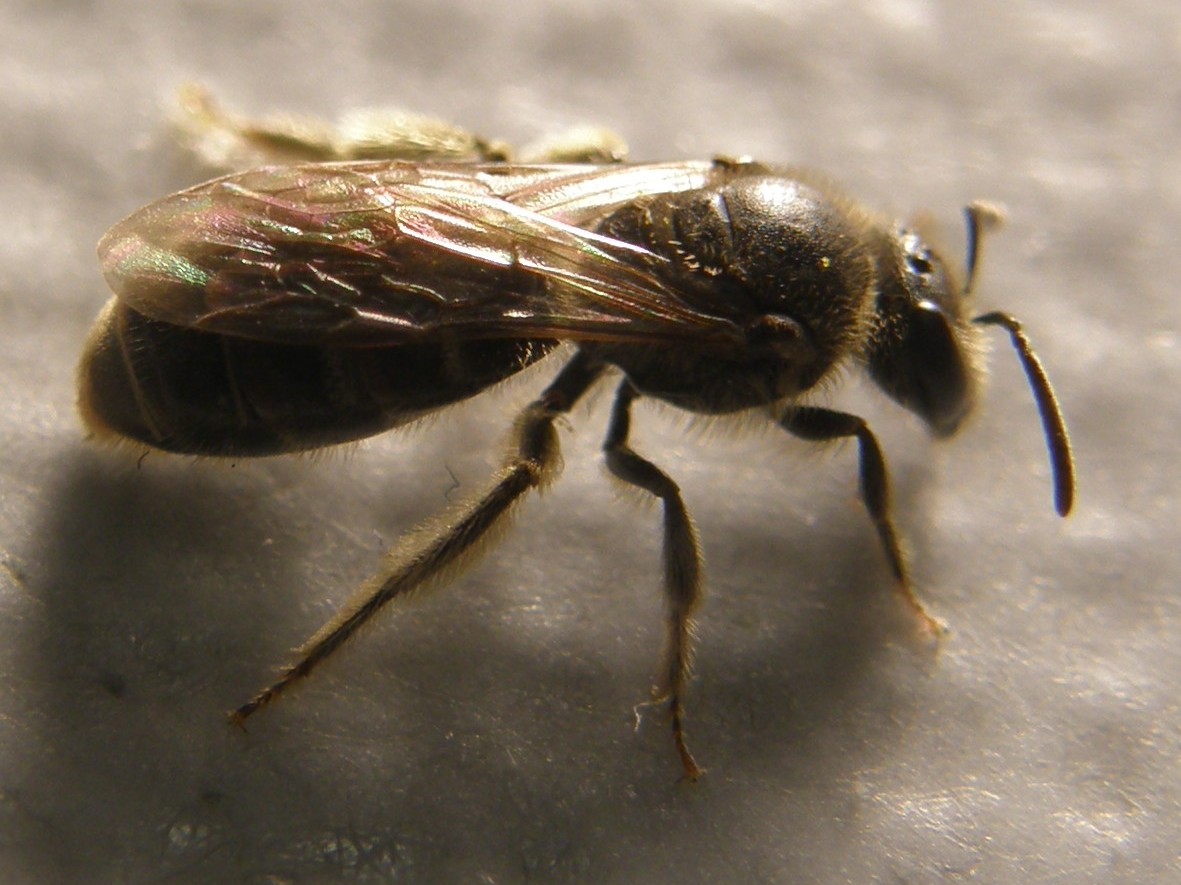 Lasioglossum sp. o Halictus sp.