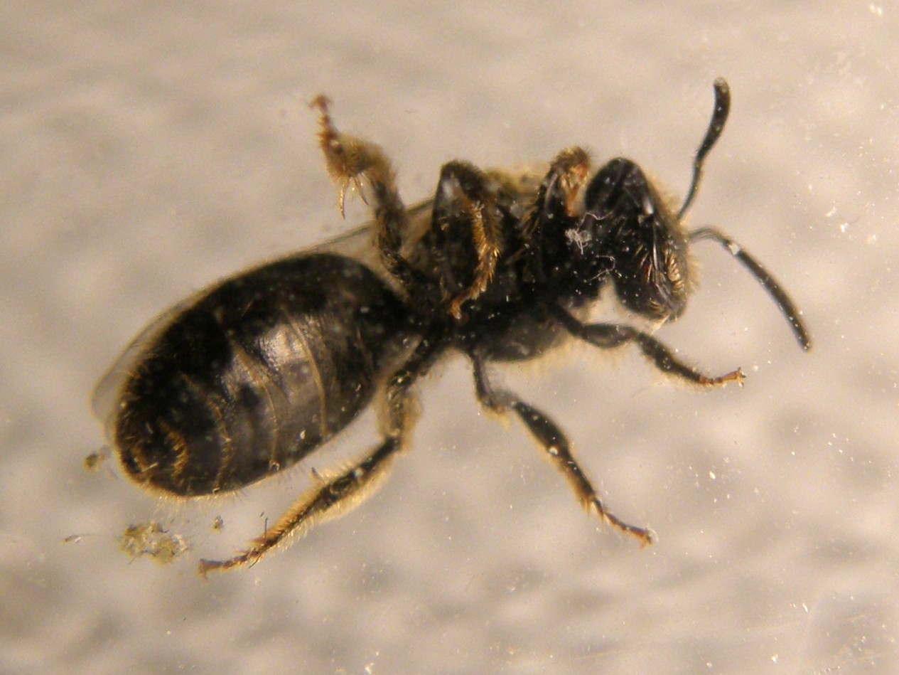 Lasioglossum sp. o Halictus sp.