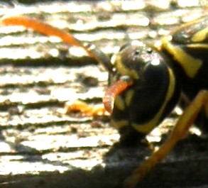 Polistes...