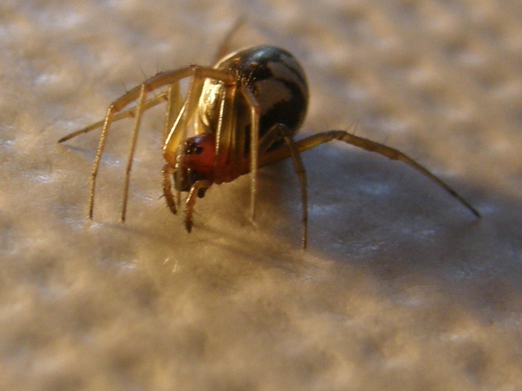 Ragno zebrato: Frontinellina frutetorum - Milano