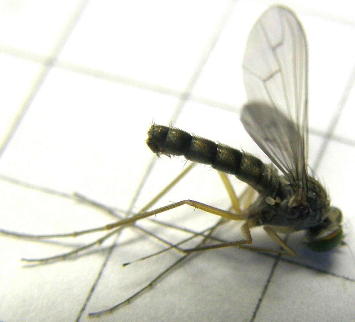 Sciapus sp. (Dolichopodidae)