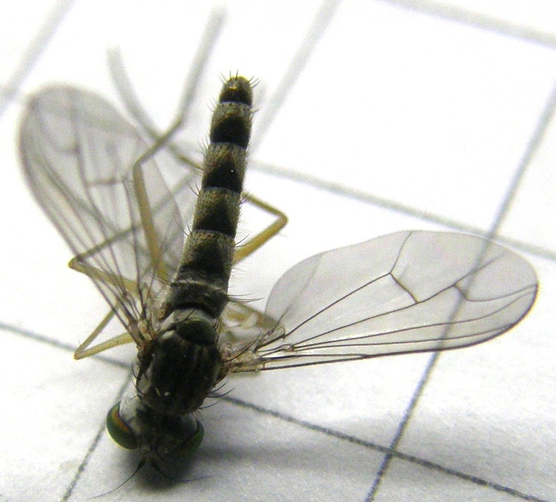 Sciapus sp. (Dolichopodidae)