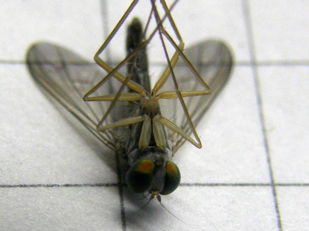 Sciapus sp. (Dolichopodidae)