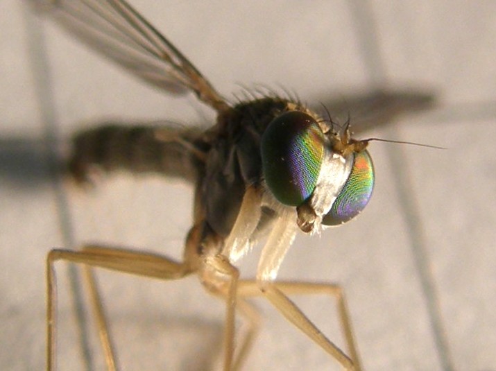 Sciapus sp. (Dolichopodidae)