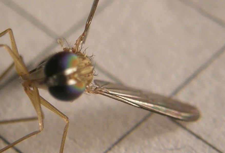 Sciapus sp. (Dolichopodidae)