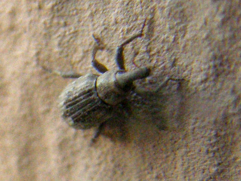 Piccolissimo Curculionidae - Lissorhoptrus oryzophilus