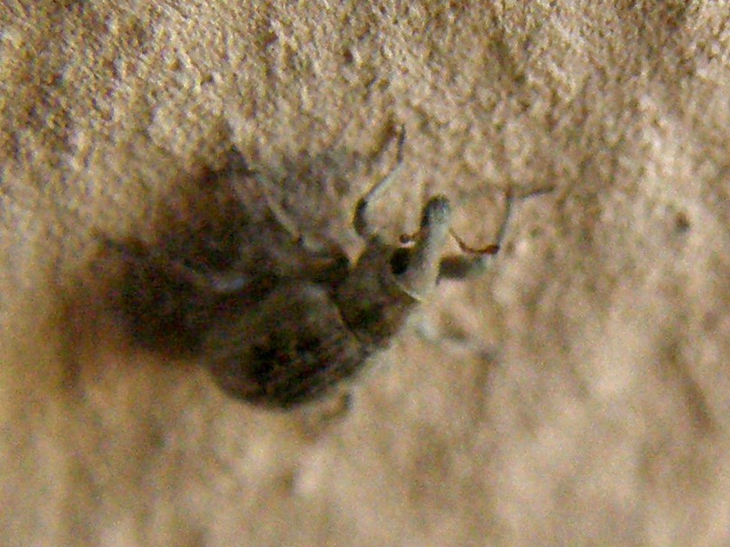 Piccolissimo Curculionidae - Lissorhoptrus oryzophilus