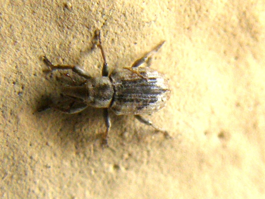 Piccolissimo Curculionidae - Lissorhoptrus oryzophilus