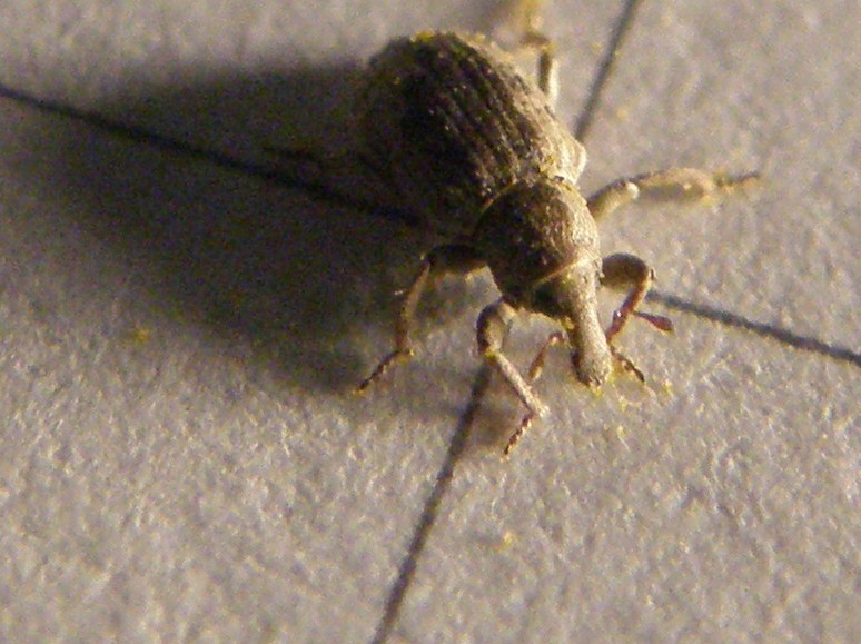 Piccolissimo Curculionidae - Lissorhoptrus oryzophilus