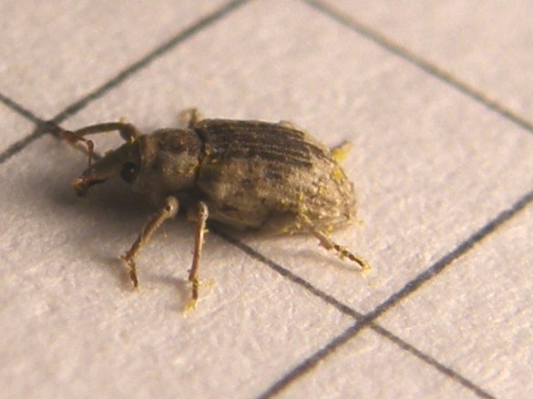 Piccolissimo Curculionidae - Lissorhoptrus oryzophilus