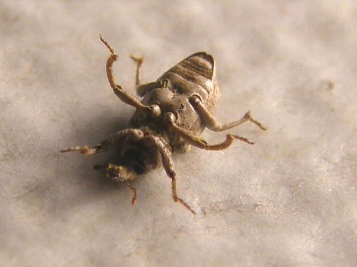 Piccolissimo Curculionidae - Lissorhoptrus oryzophilus