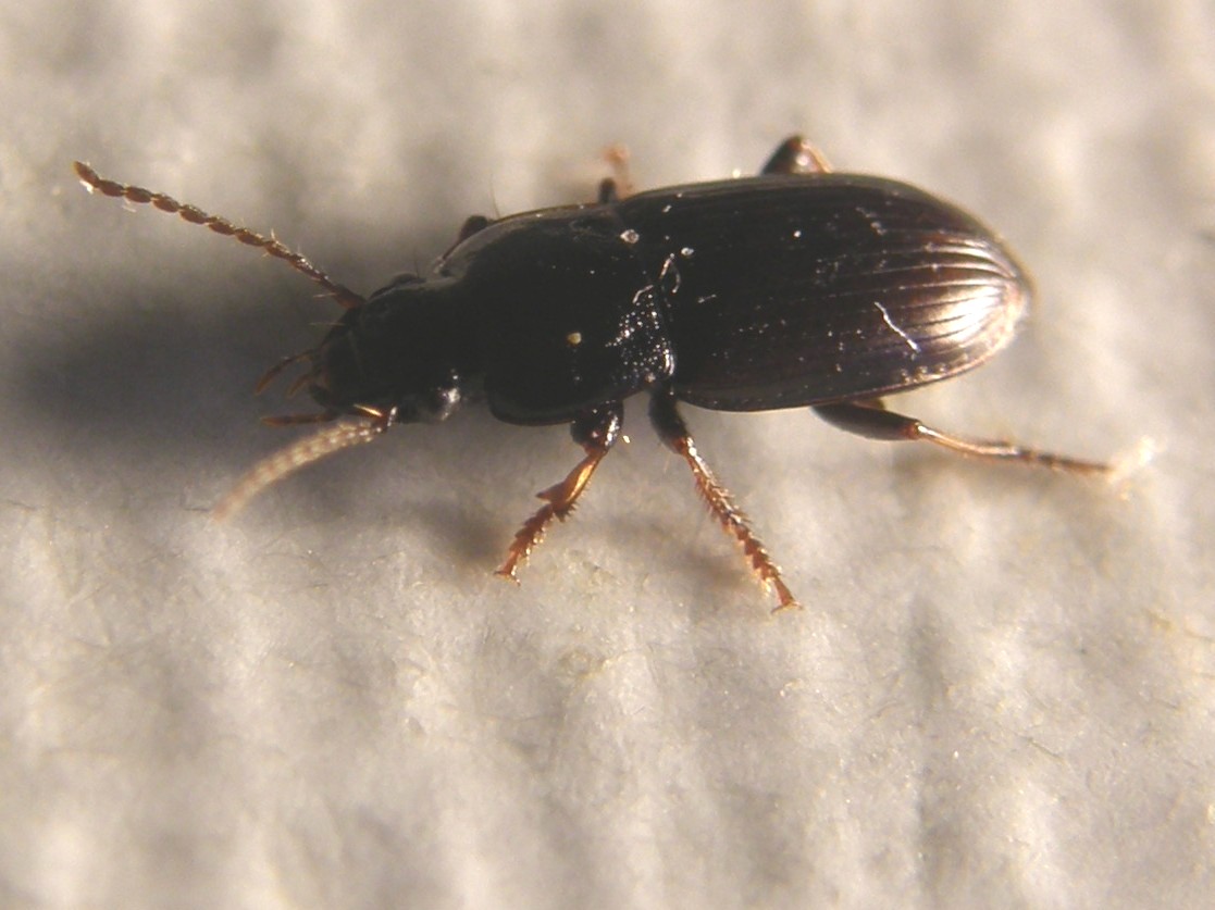 Harpalus pygmaeus