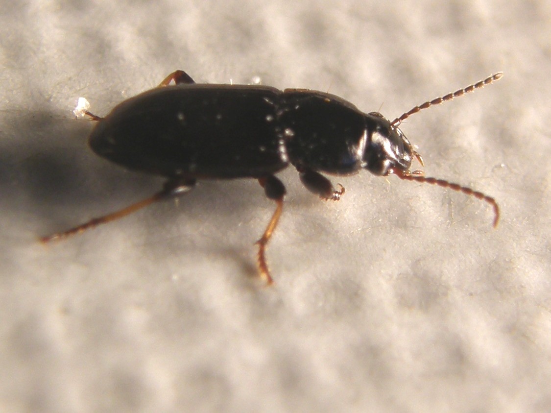 Harpalus pygmaeus